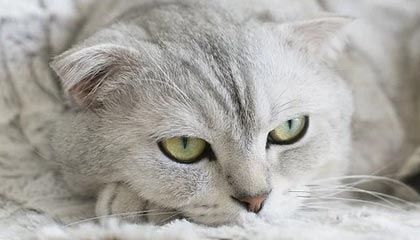 开云-【夜读】安联屠宰场成了多特的噩梦